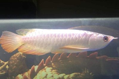 龍魚最高溫度:關(guān)于龍魚最高溫度的詳細(xì)介紹 龍魚百科 第4張 龍魚最高溫度:關(guān)于龍魚最高溫度的詳細(xì)介紹 龍魚最高溫度:關(guān)于龍魚最高溫度的詳細(xì)介紹 龍魚百科 第4張