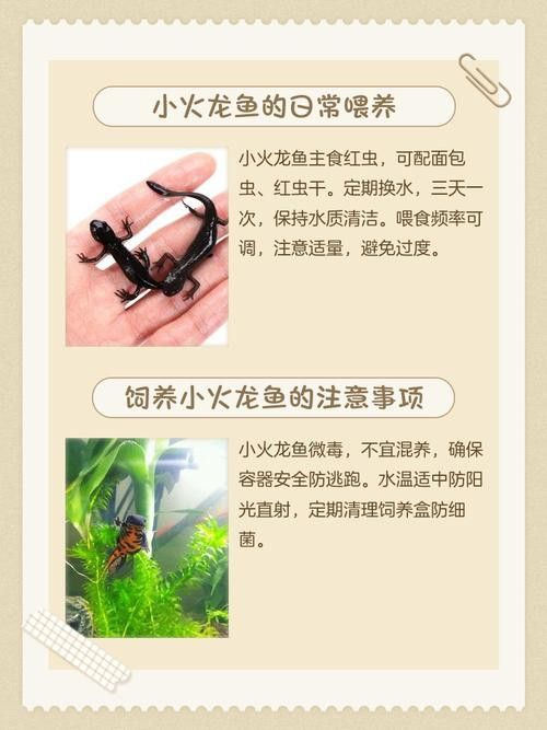 小火龍魚好養(yǎng)嗎？