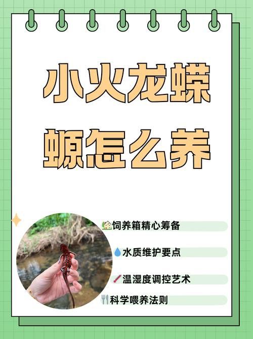 小火龍魚好養(yǎng)嗎？