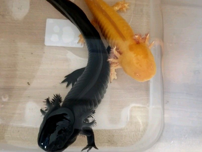 六角恐龍魚咬人怎么辦：六角恐龍魚在夏季保持適宜的體溫 六角恐龍魚咬人怎么辦：六角恐龍魚在夏季保持適宜的體溫 龍魚百科 第2張