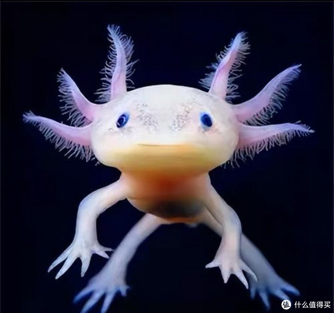 六角恐龍魚咬人怎么辦：六角恐龍魚在夏季保持適宜的體溫 六角恐龍魚咬人怎么辦：六角恐龍魚在夏季保持適宜的體溫 龍魚百科 第3張