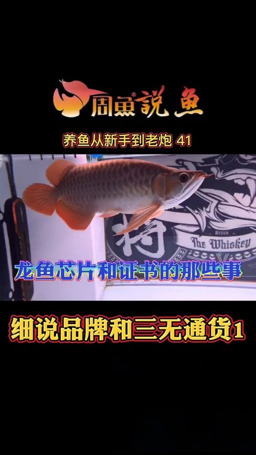 龍魚芯片真假對照圖