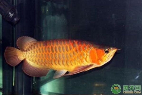 哪種龍魚適合練手，適合初學者練手的龍魚品種