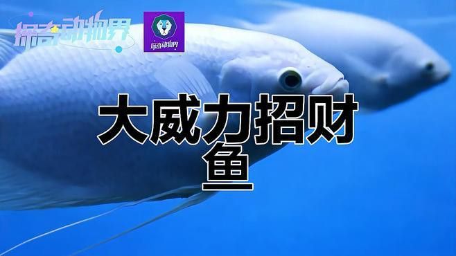 招財龍魚的價格波動大嗎？ 招財龍魚的價格波動大嗎？ 龍魚百科 第2張