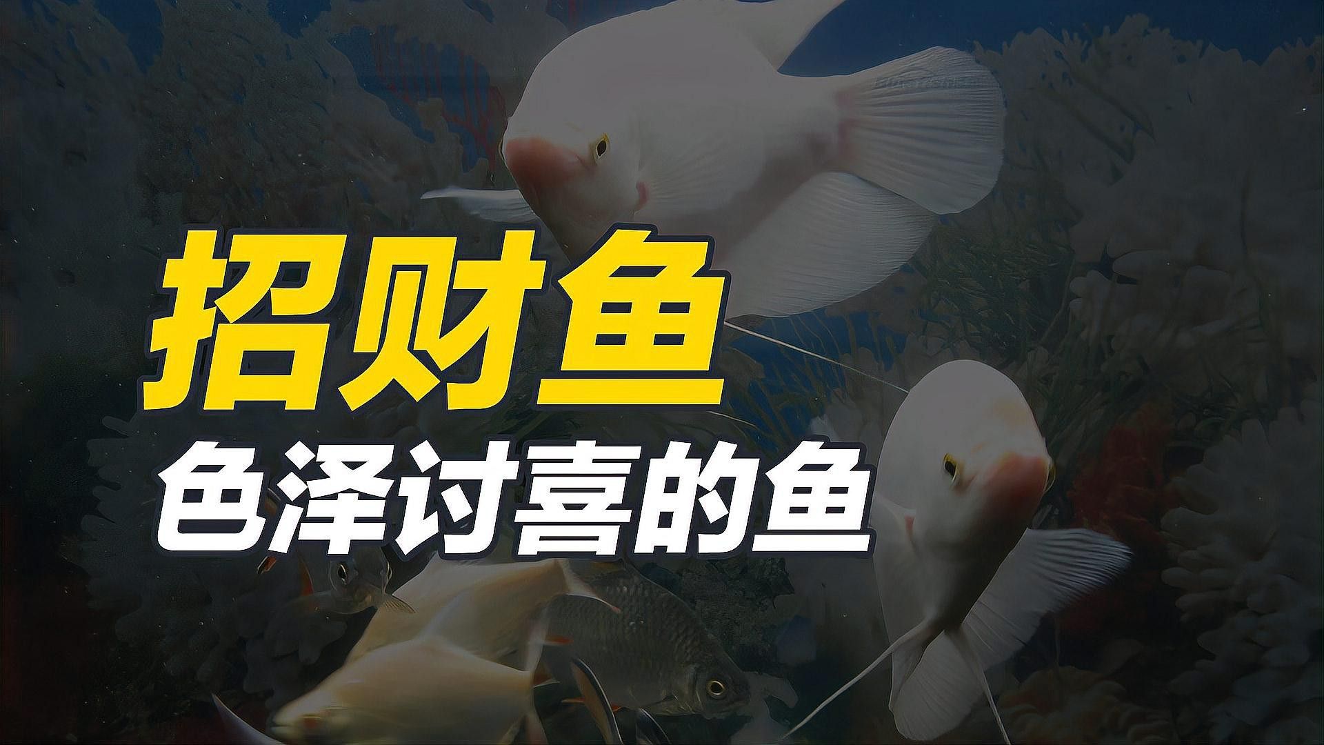招財龍魚的價格波動大嗎？ 招財龍魚的價格波動大嗎？ 龍魚百科 第3張
