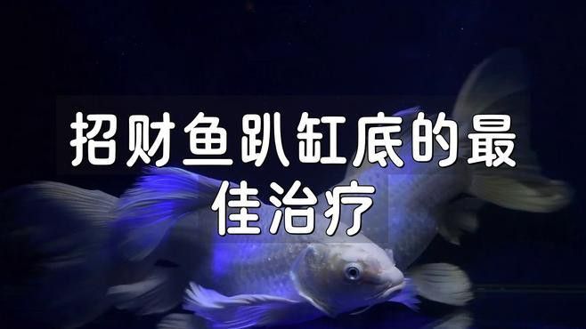 招財龍魚的價格波動大嗎？ 招財龍魚的價格波動大嗎？ 龍魚百科 第4張