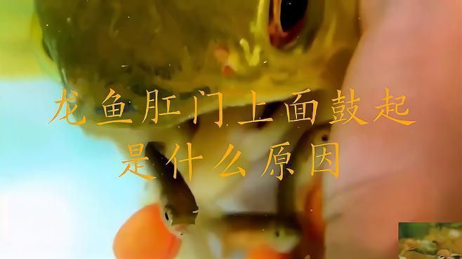 龍魚肛門鼓起如何預防？