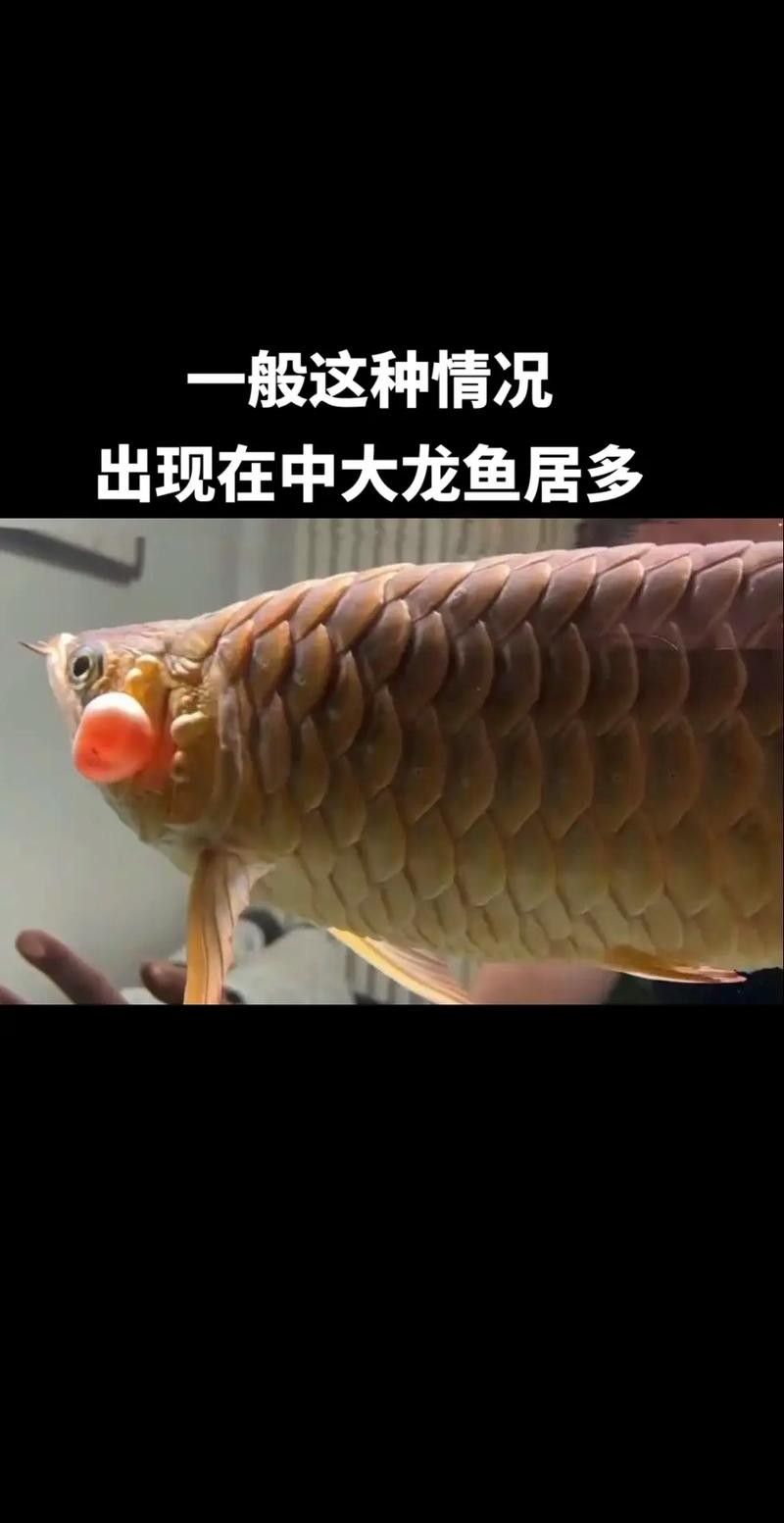 龍魚為什么會蒙眼呢圖片