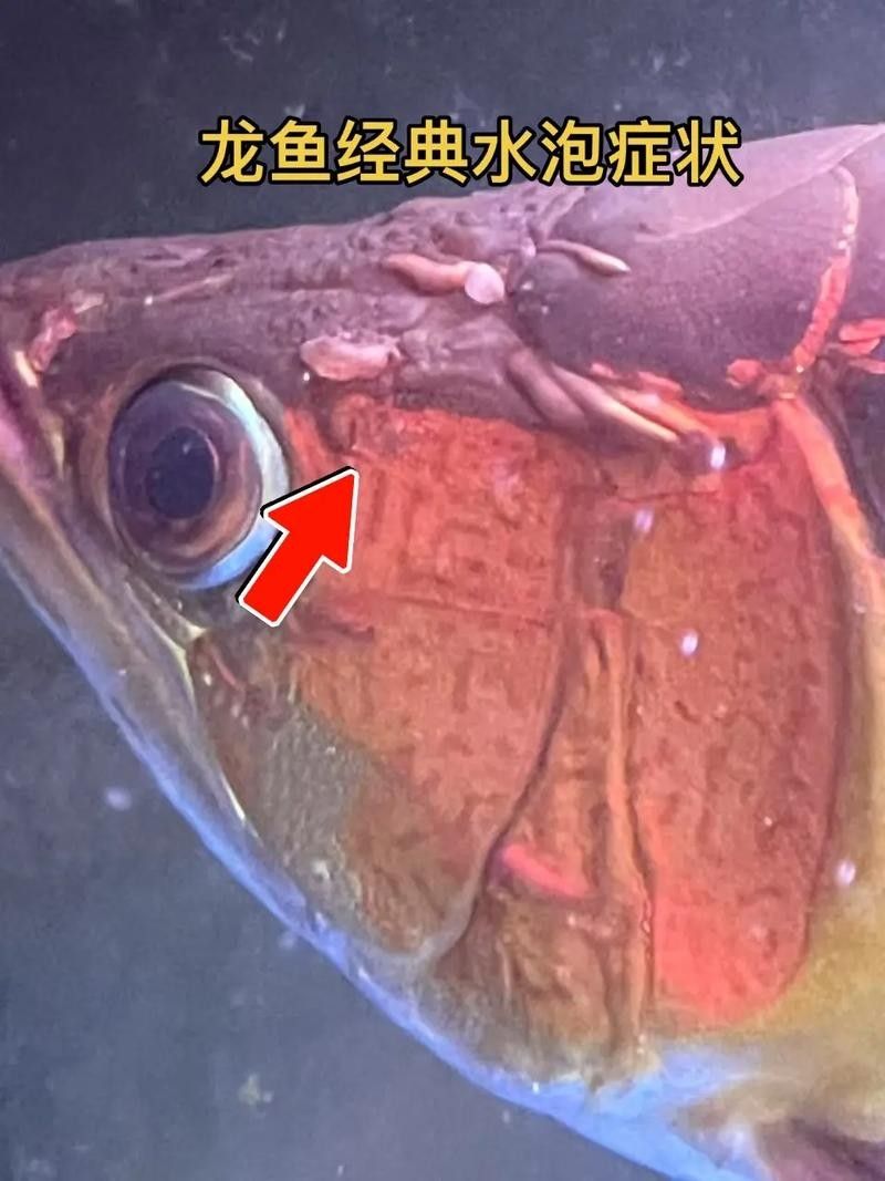龍魚為什么會蒙眼呢圖片