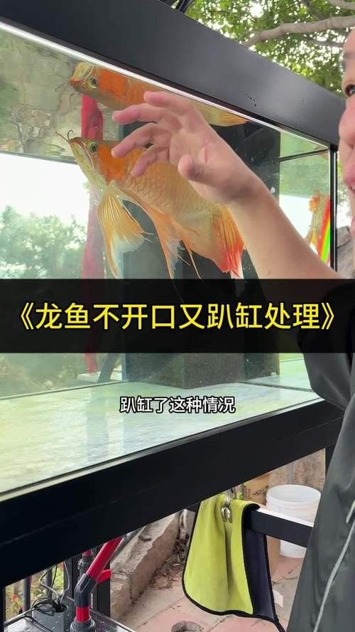 龍魚為什么會蒙眼呢圖片