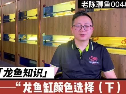 龍魚魚缸背景圖片