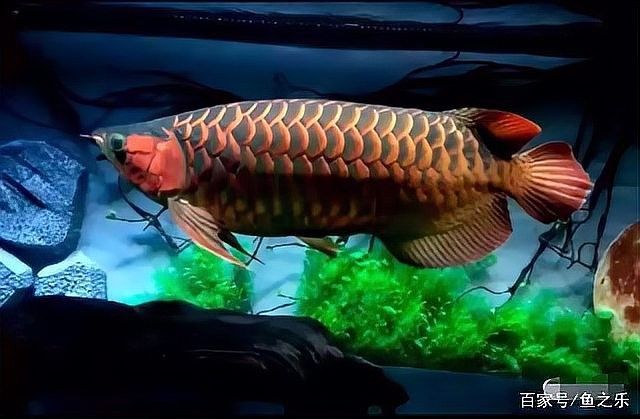 龍魚魚缸背景圖片