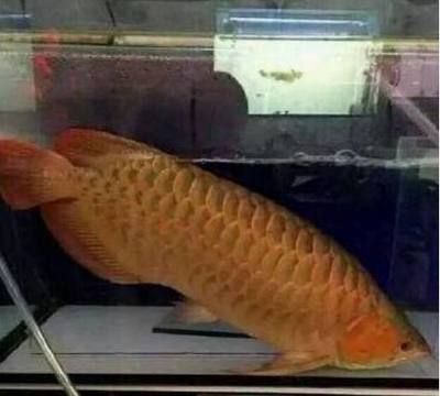 金龍魚吃魚嗎：養(yǎng)的金龍魚可以吃嗎(金龍魚可以吃嗎