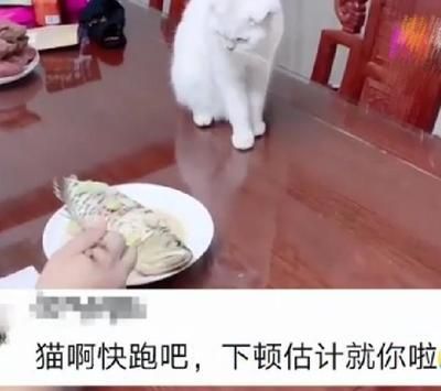 金龍魚吃魚嗎：養(yǎng)的金龍魚可以吃嗎(金龍魚可以吃嗎
