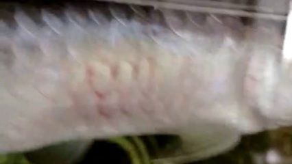 金龍魚鱗片充血怎么辦：金龍魚鱗片充血怎么辦金龍魚鱗片充血怎么辦