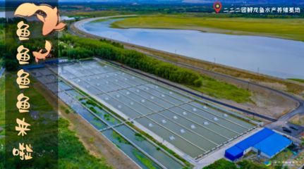 龍魚養殖基地的最新消息是什么：關于龍魚養殖基地的最新動態