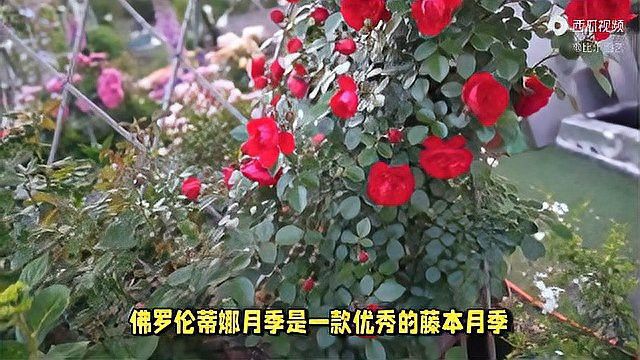 蒂娜月季的花期有多長？