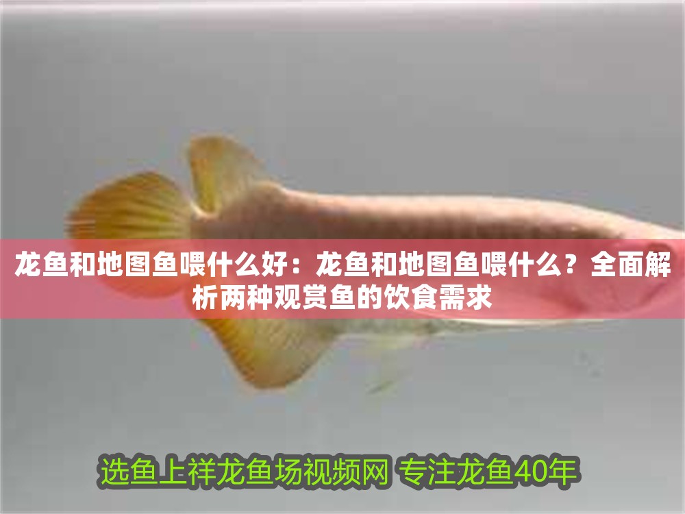 龍魚和地圖魚喂什么好：龍魚和地圖魚喂什么？全面解析兩種觀賞魚的飲食需求