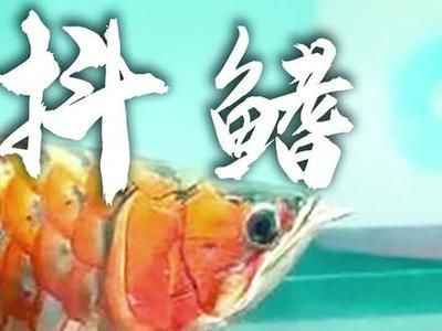 龍魚甩頭怎么回事（龍魚甩頭可能由多種原因引起）