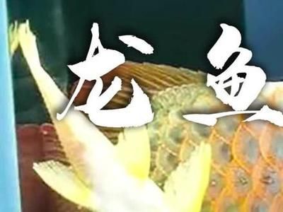 龍魚甩頭怎么回事（龍魚甩頭可能由多種原因引起）