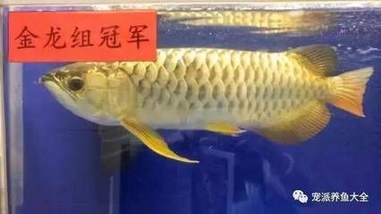 龍魚突然張嘴抽筋：龍魚抽筋可能由多種原因引起其中包括：水質(zhì)變化或水質(zhì)過硬