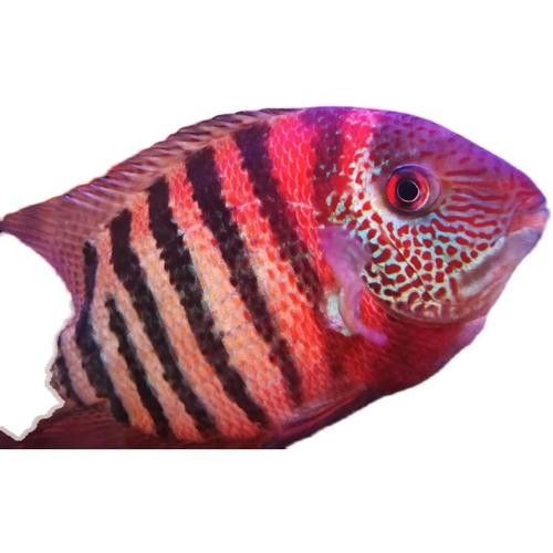 龍魚的虎斑是什么顏色的圖片大全