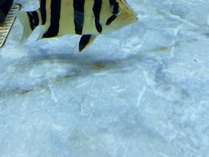 龍魚的虎斑是什么顏色的圖片大全