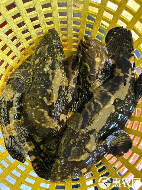 龍魚的虎斑是什么顏色的圖片大全