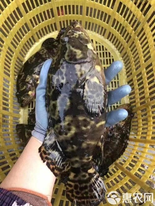 龍魚的虎斑是什么顏色的圖片大全
