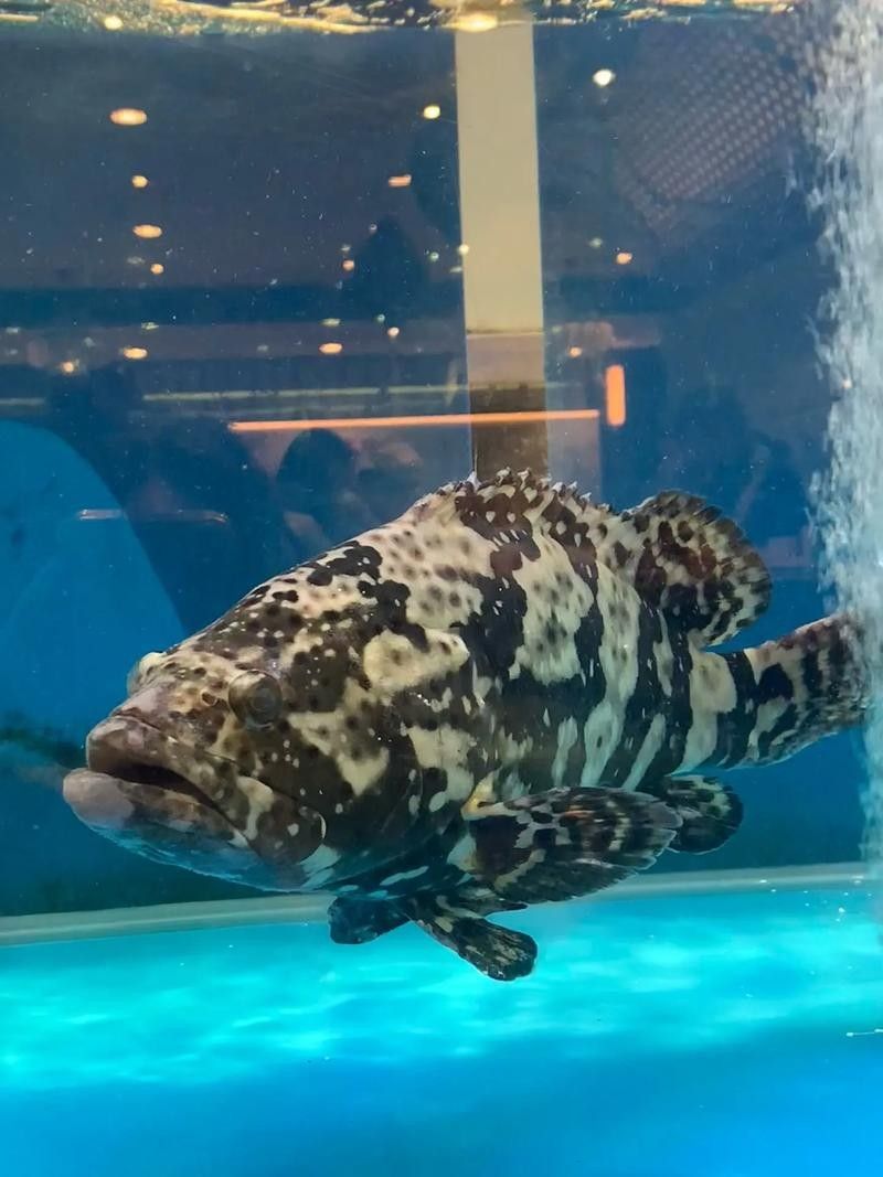 龍魚的虎斑是什么顏色的圖片大全
