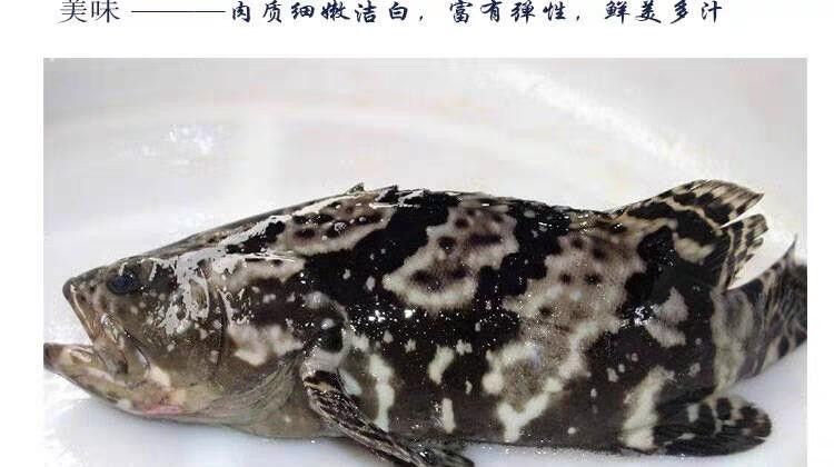 龍魚的虎斑是什么顏色的圖片大全