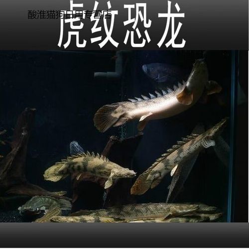 龍魚的虎斑是什么顏色的圖片大全