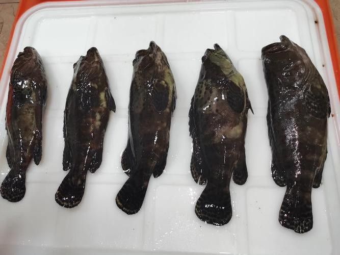 龍魚的虎斑是什么顏色的圖片大全