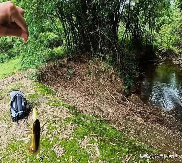 龍魚的虎斑是什么顏色的圖片大全