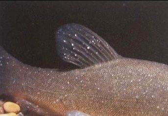 龍魚的虎斑是什么顏色的圖片大全