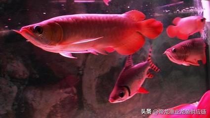 綿陽哪里有賣龍魚的（綿陽哪里有賣龍魚的地點）