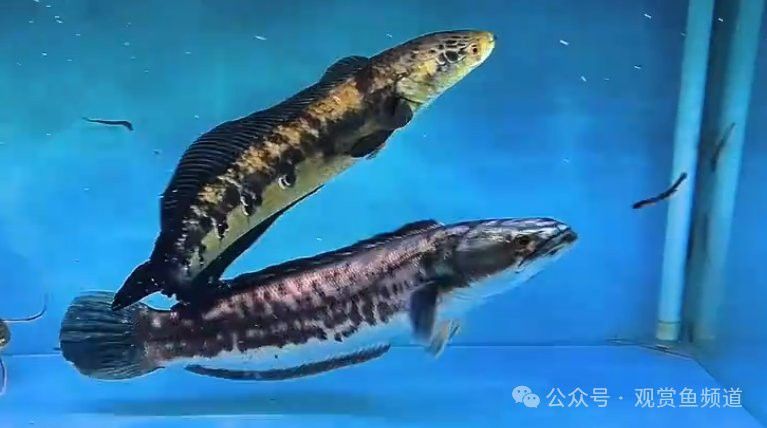 招財貓和雷龍魚哪個好養一點 招財貓和雷龍魚哪個好養一點 龍魚百科 第15張