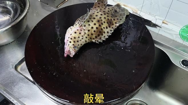 老鼠斑屬于什么檔次
