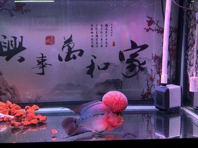 新手養銀龍魚還是養紅龍魚或金龍魚好（作為新手養魚愛好者，選擇哪種龍魚作為寵物是一個重要的決定） 新手養銀龍魚還是養紅龍魚或金龍魚好（作為新手養魚愛好者，選擇哪種龍魚作為寵物是一個重要的決定） 龍魚百科 第5張
