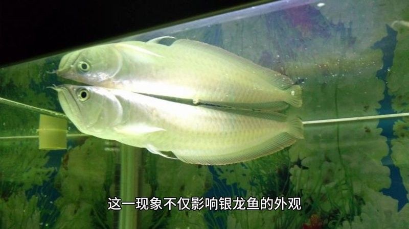 銀龍魚鼻子爛怎么處理視頻