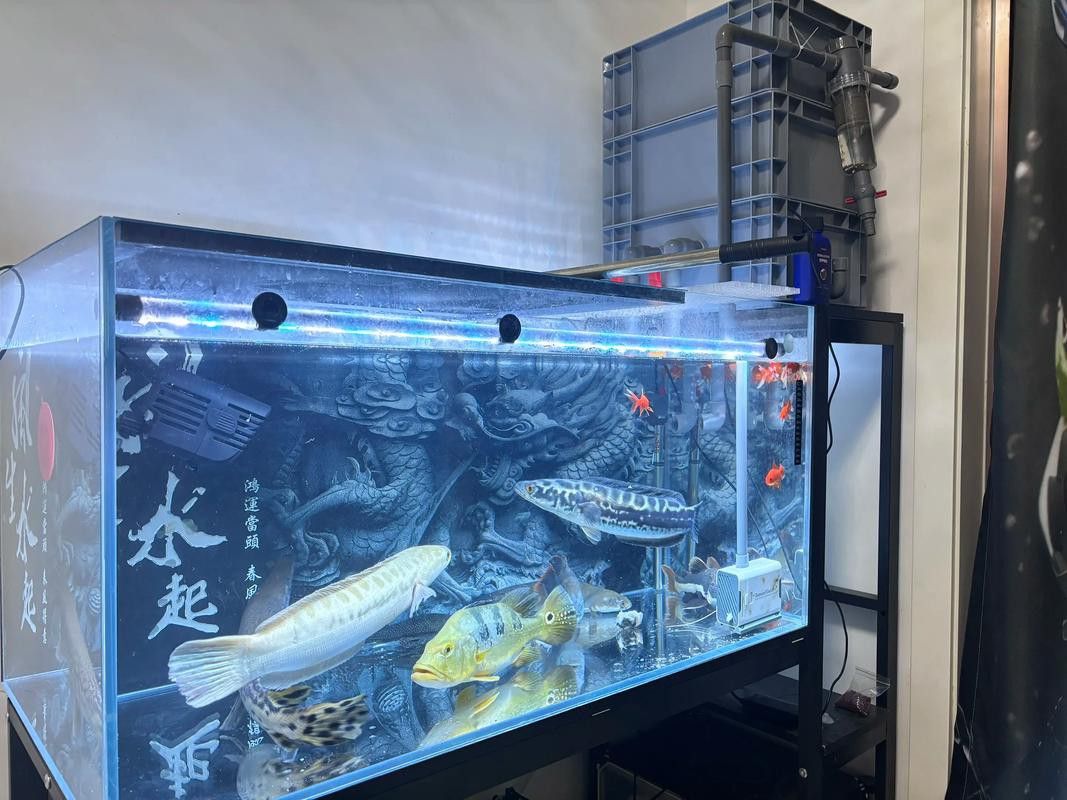 寶鉆龍魚(yú)缸怎么樣