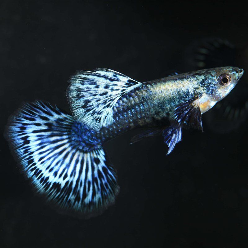 藍龍孔雀魚多少元一條 藍龍孔雀魚多少元一條 龍魚百科 第4張