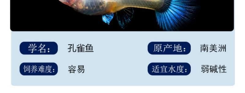 藍龍孔雀魚多少元一條 藍龍孔雀魚多少元一條 龍魚百科 第2張