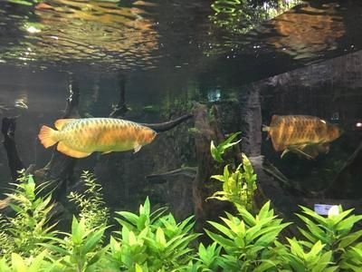 北京買金龍魚(yú)去哪里買：北京金龍魚(yú)市場(chǎng)價(jià)格對(duì)比金龍魚(yú)健康選購(gòu)指南