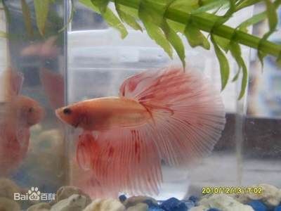什么龍魚長不大或長的慢一點：如何提高龍魚的生長速度 什么龍魚長不大或長的慢一點：如何提高龍魚的生長速度 龍魚百科 第1張