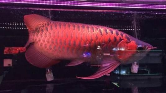 世界最大龍魚品種：世界最大龍魚品種是什么？