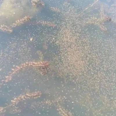 和尚魚食欲不佳的常見原因：和尚魚食欲不佳的原因包括水質惡化、溶氧不足、浮游動物 和尚魚食欲不佳的常見原因：和尚魚食欲不佳的原因包括水質惡化、溶氧不足、浮游動物 龍魚百科 第1張