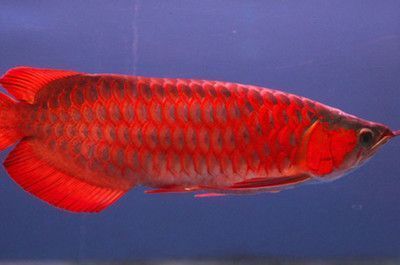 紅龍魚長的快不快：紅龍魚的生長速度會受到哪些因素的影響？