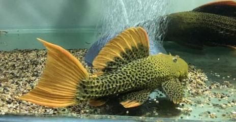 帝王血鉆異型魚咬龍魚嗎：帝王血鉆異型魚不會咬龍魚帝王血鉆異型魚咬龍魚嗎