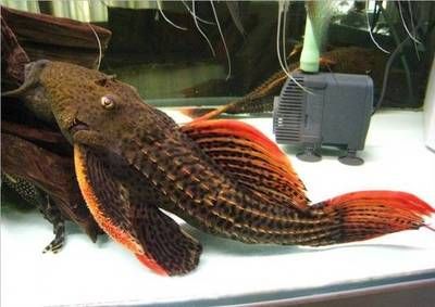 帝王血鉆異型魚咬龍魚嗎：帝王血鉆異型魚不會咬龍魚帝王血鉆異型魚咬龍魚嗎